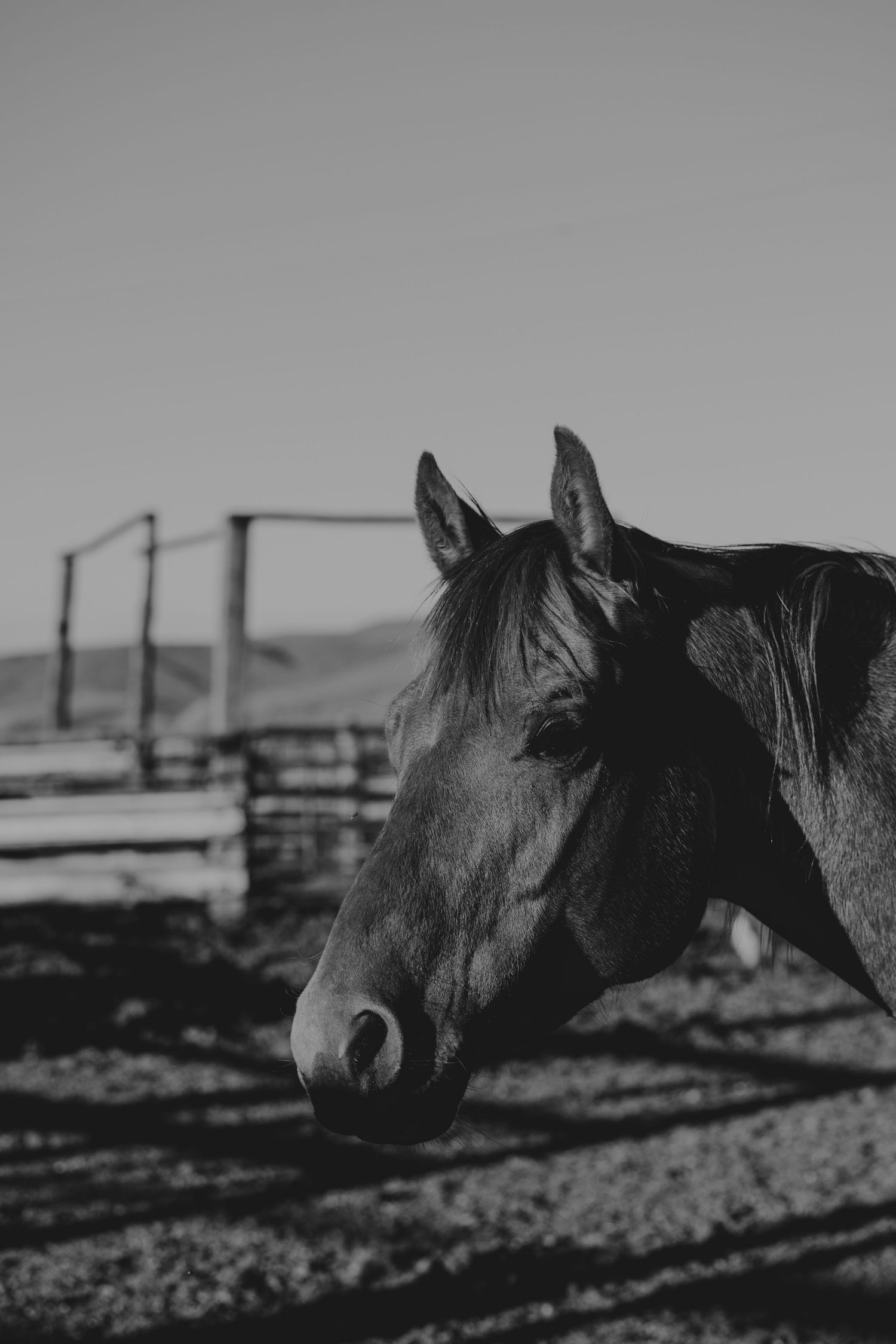 Black and white horse photo near fence, rustic countryside imagery for Eastern Oregon photographer