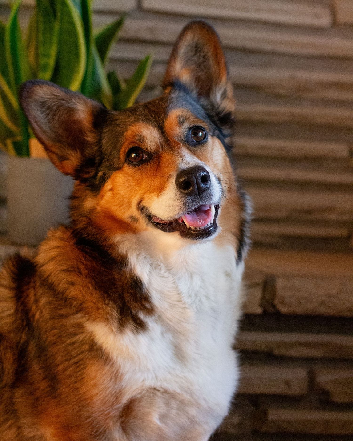 A corgi in front of a stone fireplace and a snake plant.