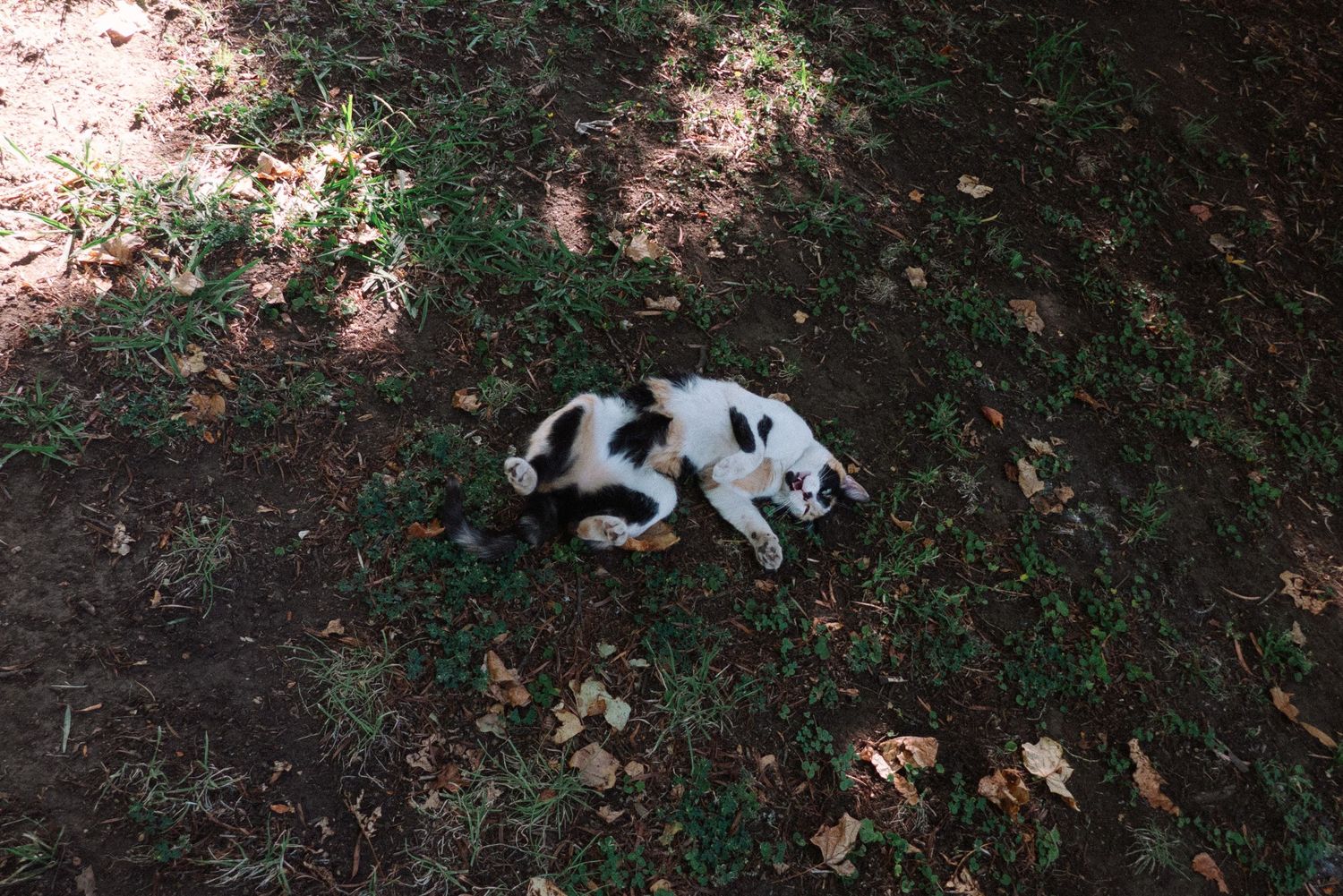 Black and white spotted cat sleeping peacefully on the ground outdoors.