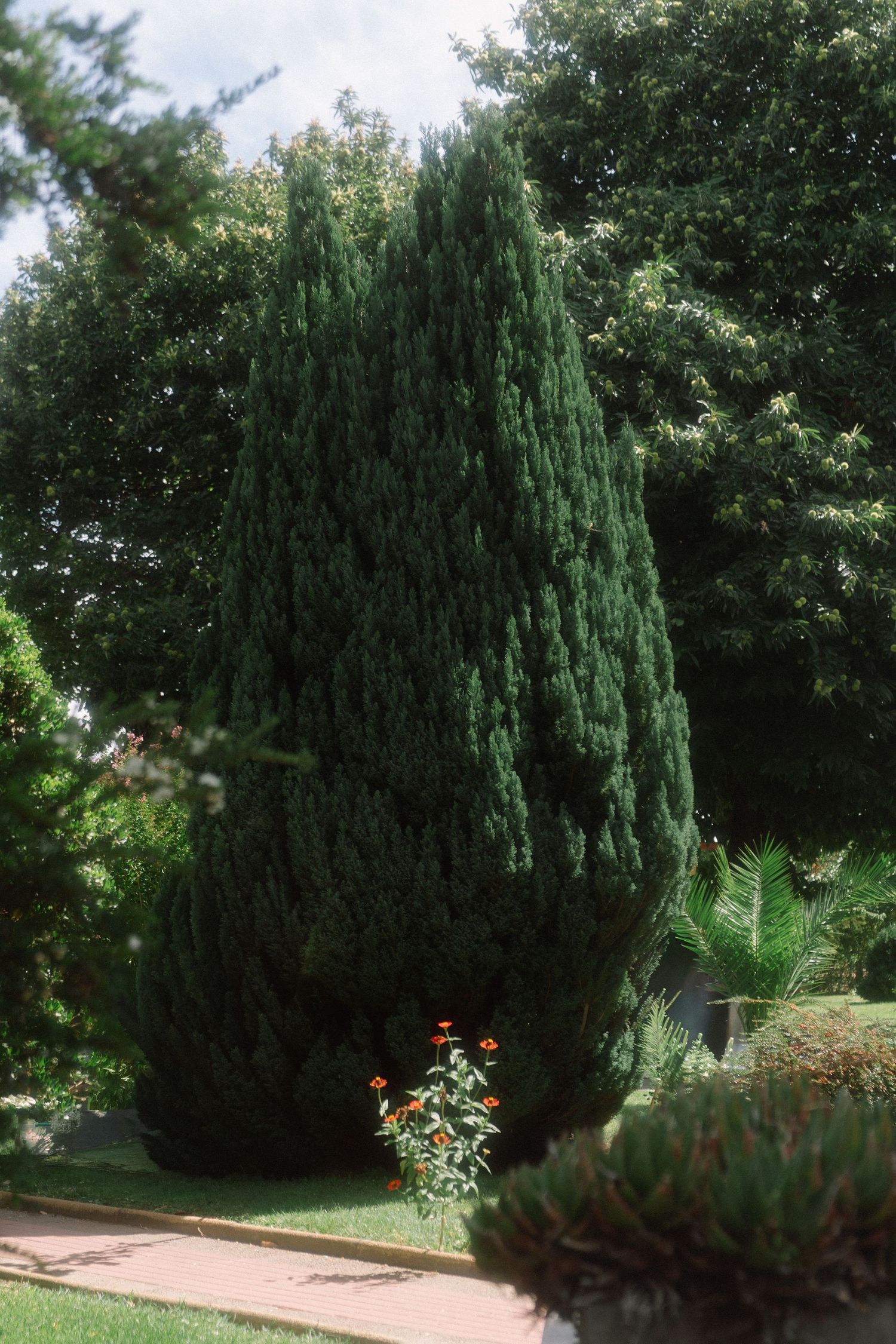Tall evergreen cypress trees surrounded by lush green garden landscape with colorful flowers and palm trees.