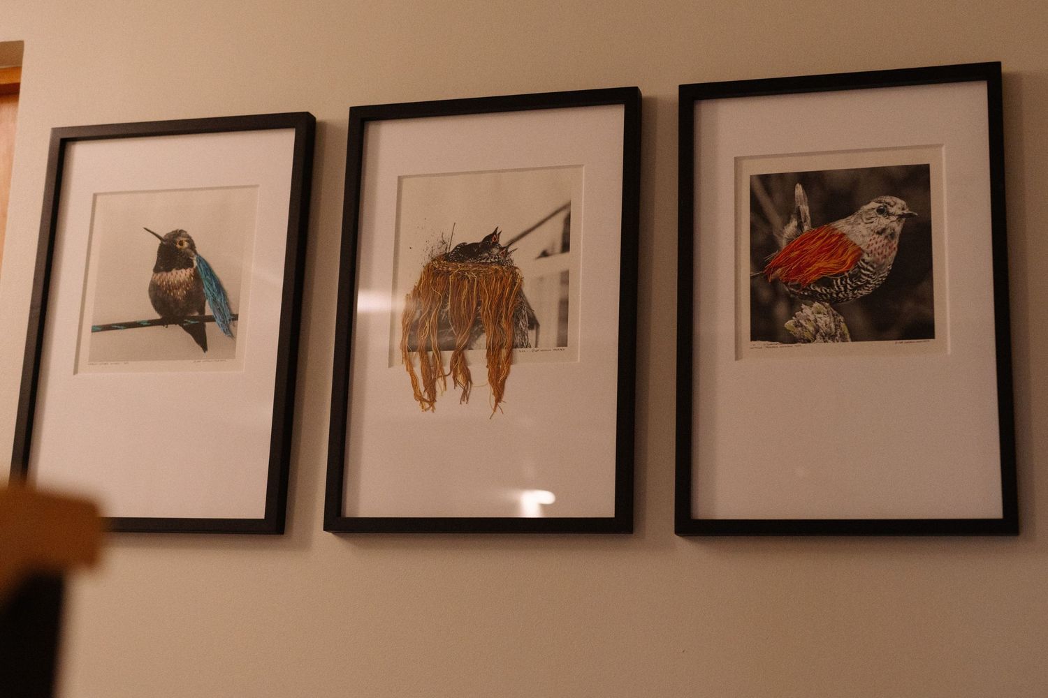 Three framed bird illustrations hanging on a white wall.