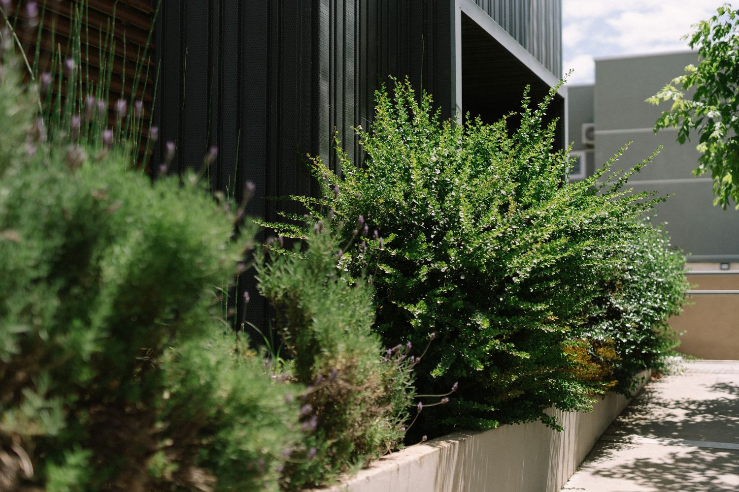 Lush green shrubs and plants line a modern building exterior.