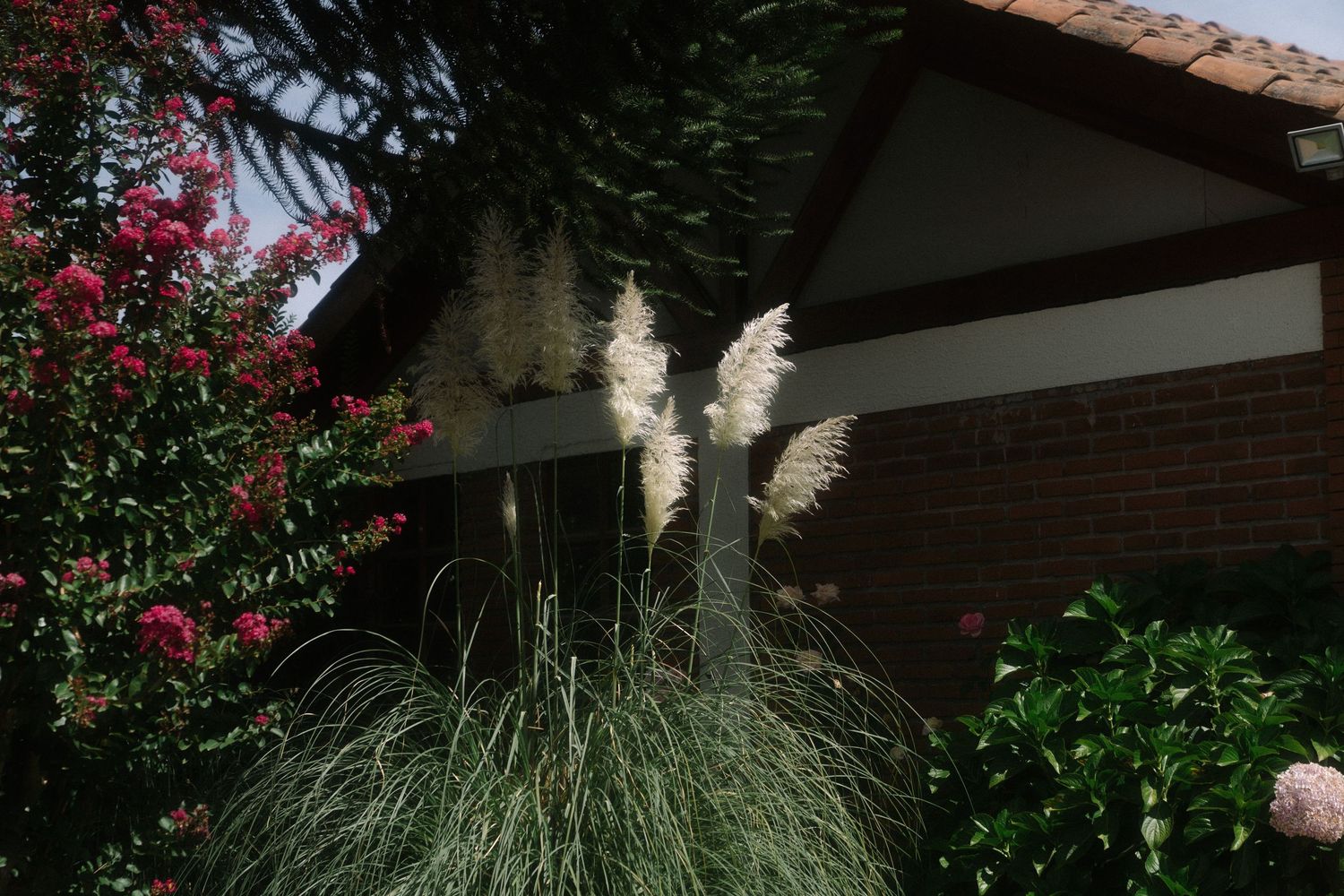 Pampas grass with white plumes grows in a garden beside a brick house with blooming pink crepe myrtle trees.