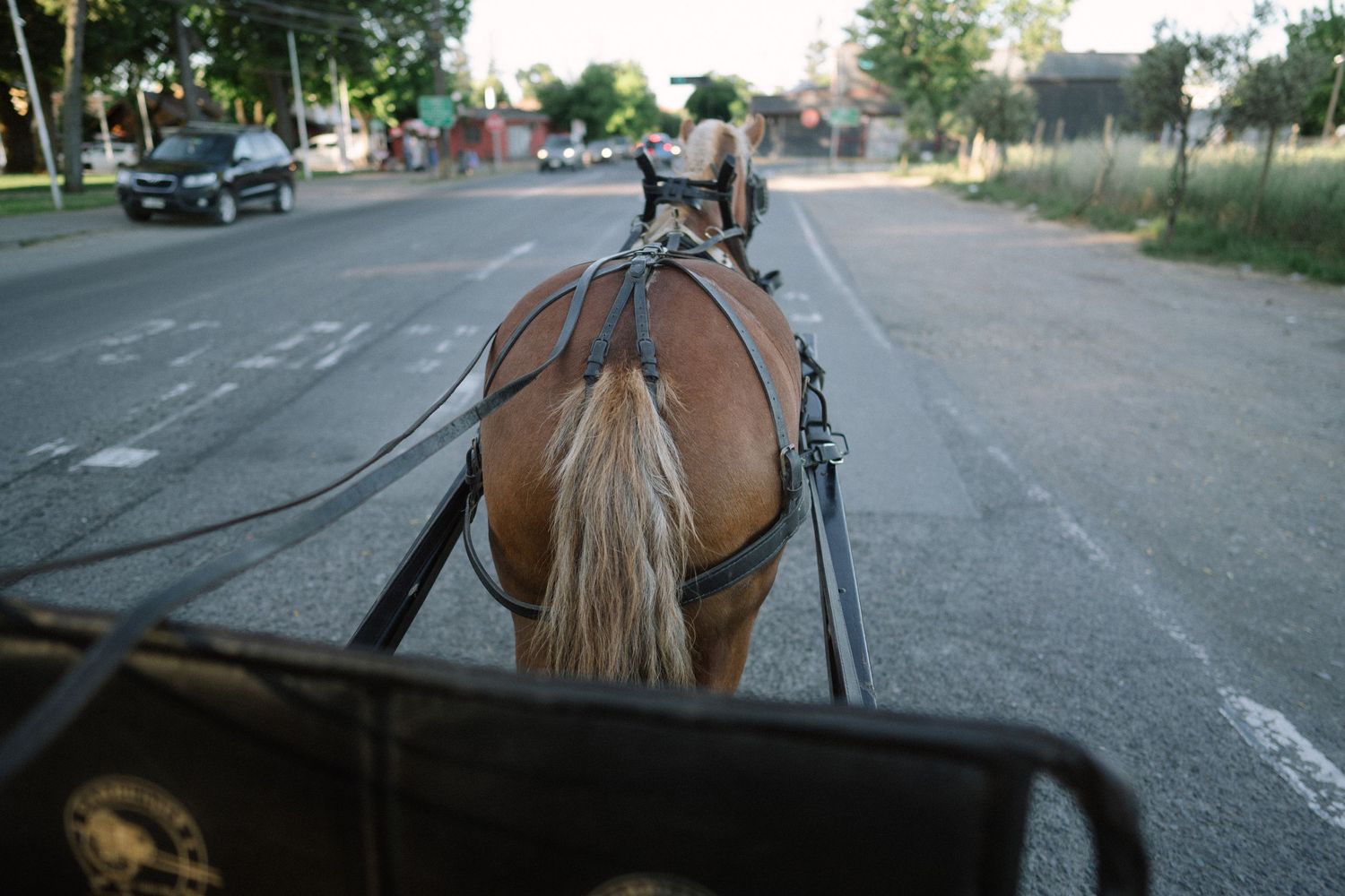 View from behind a horse showing its harness and mane while pulling a carriage on a city street.