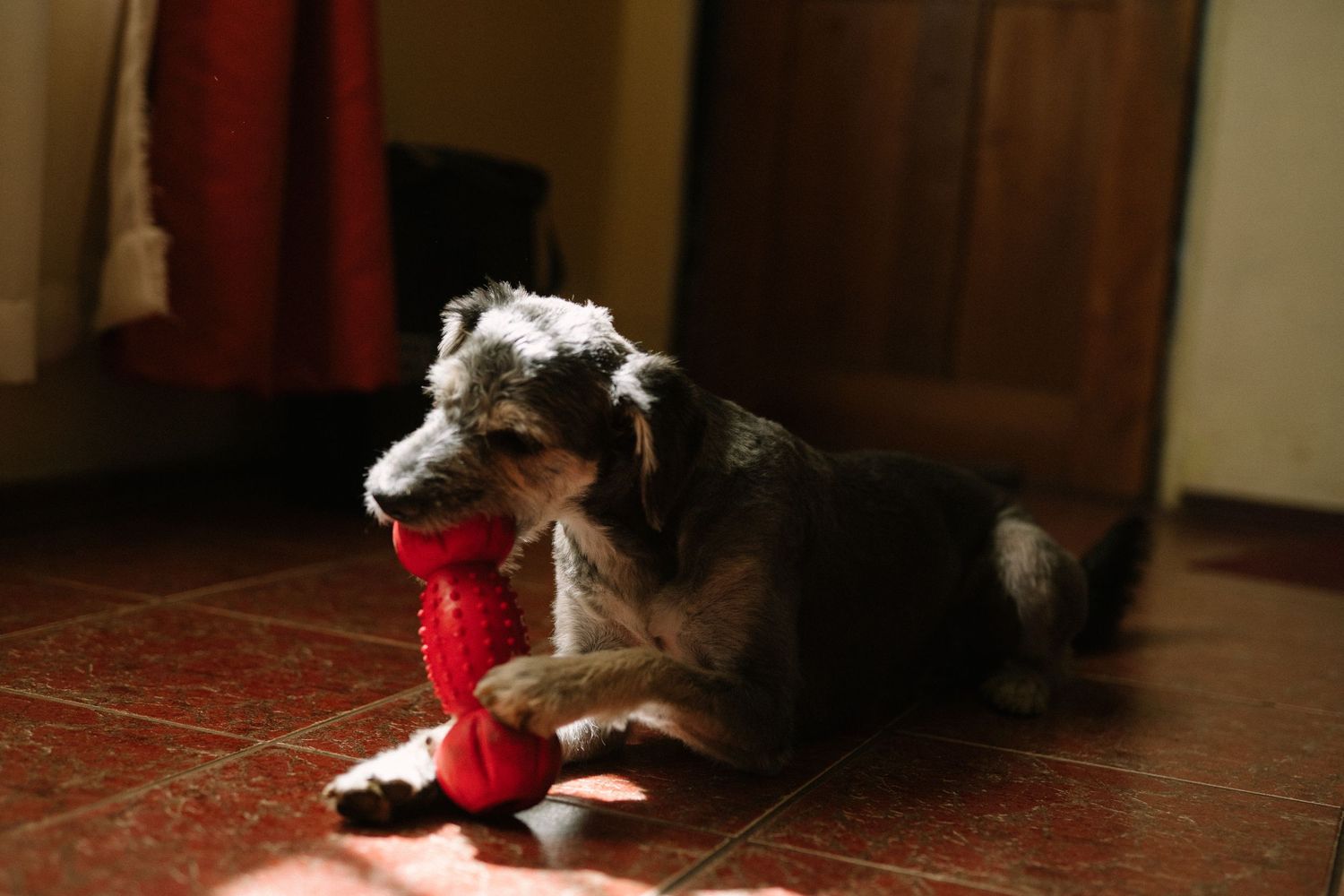 A dog with gray fur lies on tile floor with a red Christmas stocking toy.