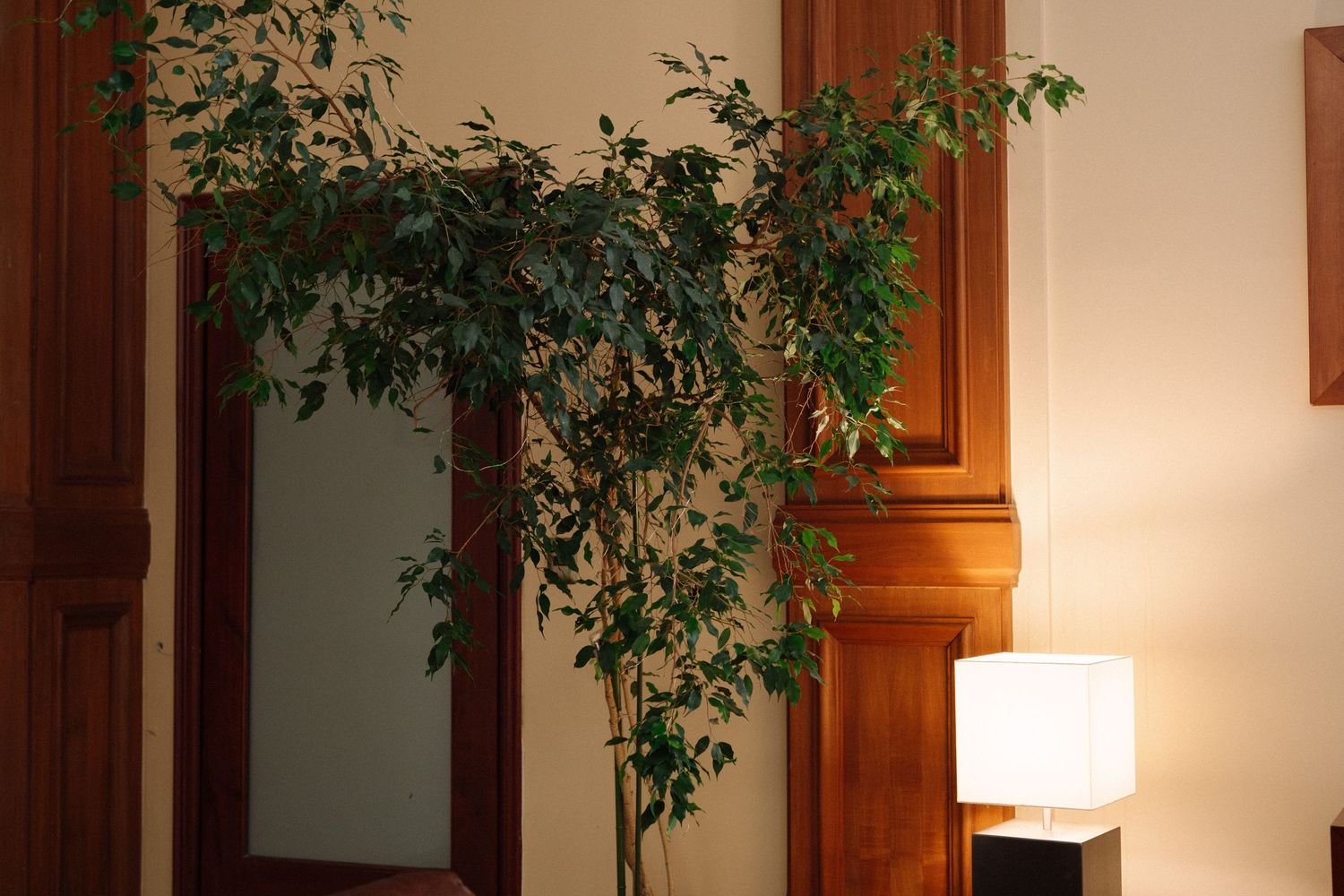 Indoor potted tree with green foliage next to wooden trim and table lamp.