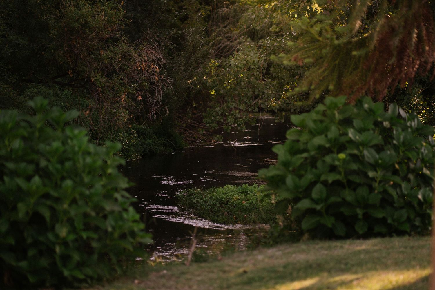 Curved garden path through lush green foliage at dusk.