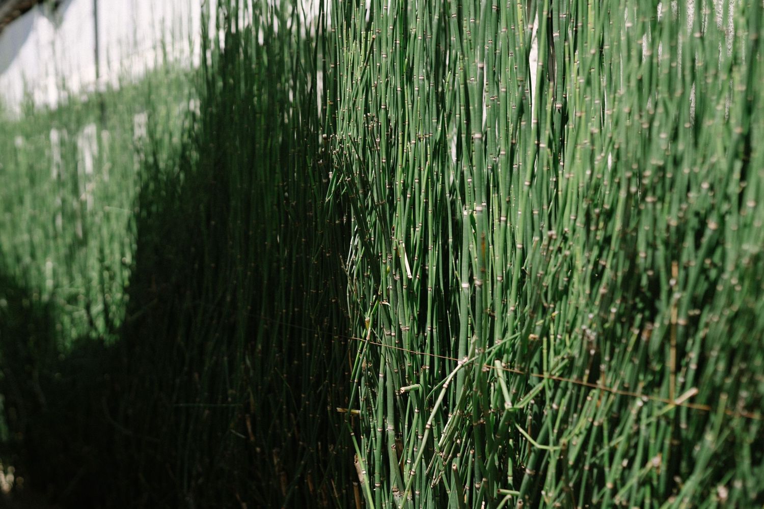Close-up of tall green herbs or plants casting dramatic shadows.