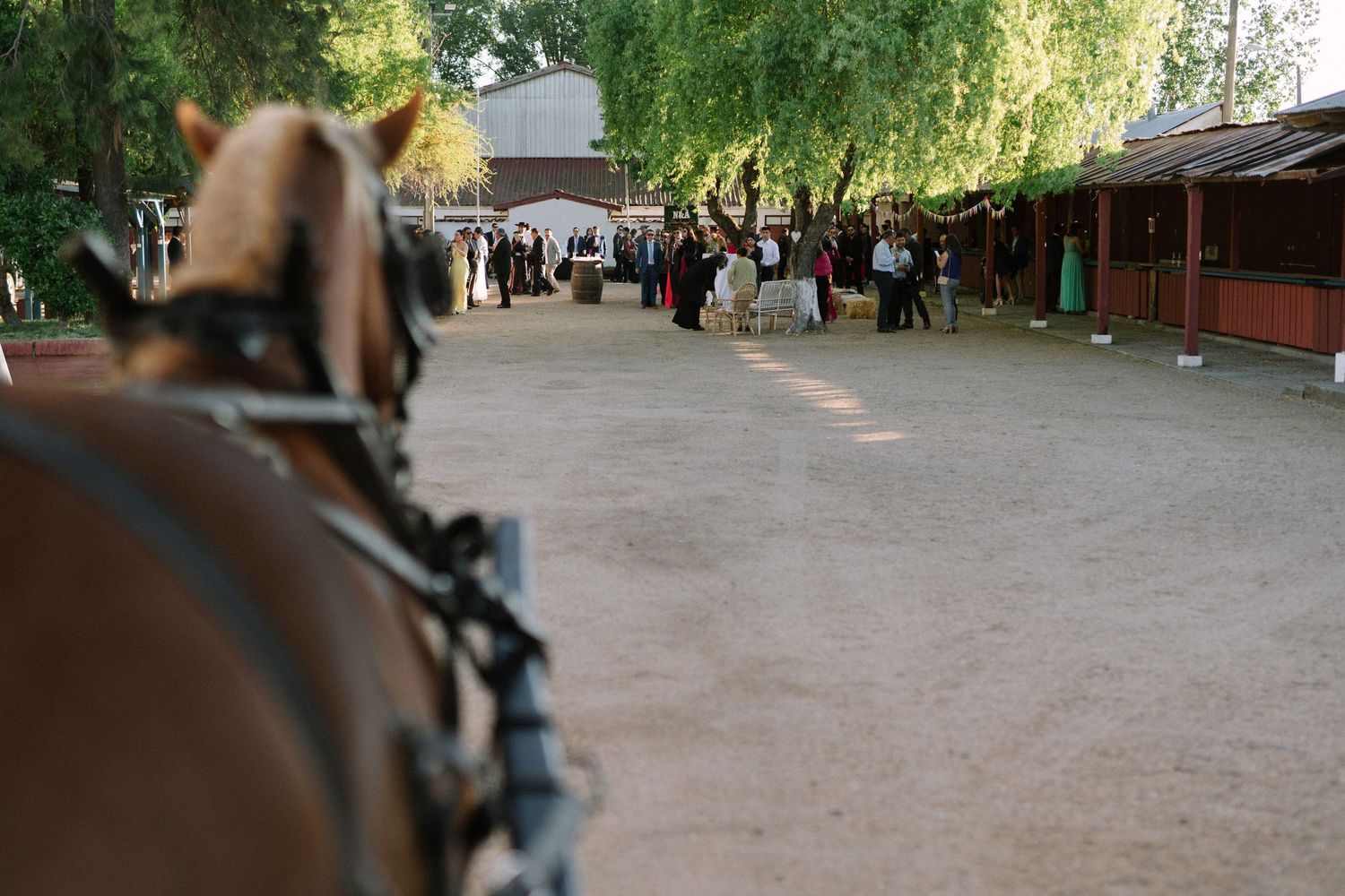 A horse-drawn carriage view showing guests gathered at an outdoor venue with willow trees.