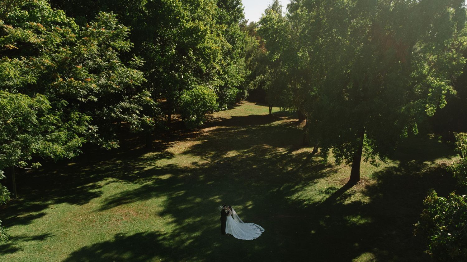 A panoramic view of a lush green park with tall trees casting shadows on a sunny summer day.