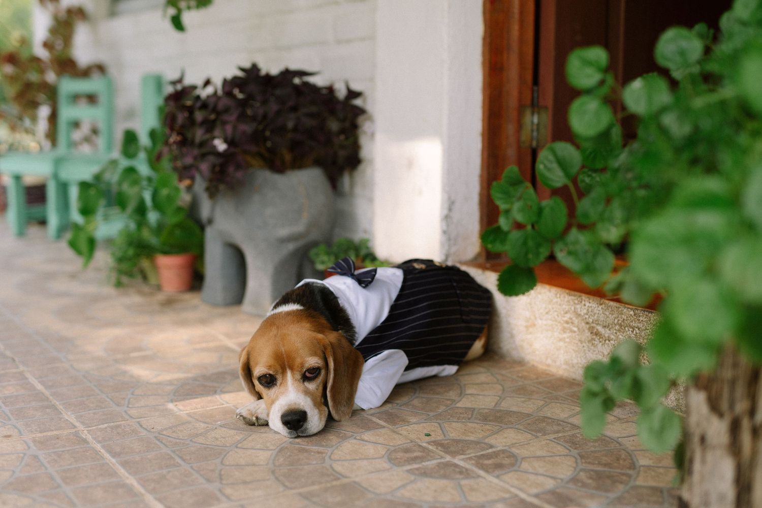 A beagle in formal attire lies on stone tiles near potted plants.
