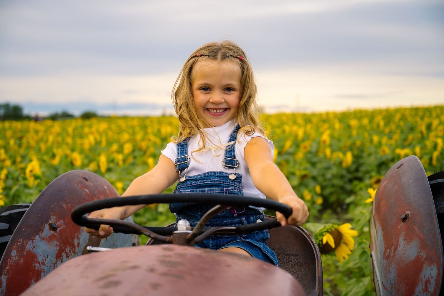 A rustic tractor positioned in front of a bright yellow sunflower field during sunset.