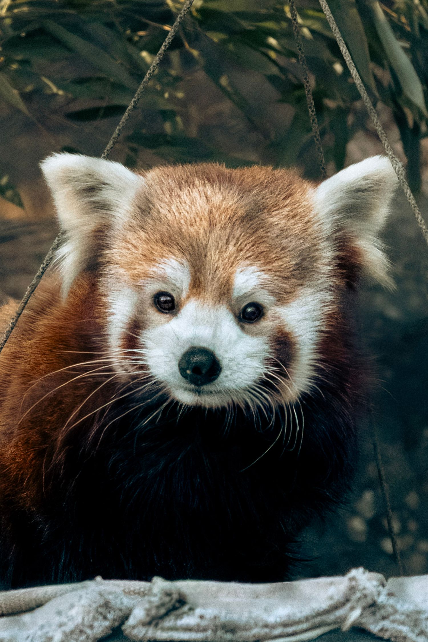 Close-up portrait of a red panda with bright russet fur, white-tipped ears, and expressive dark eyes.