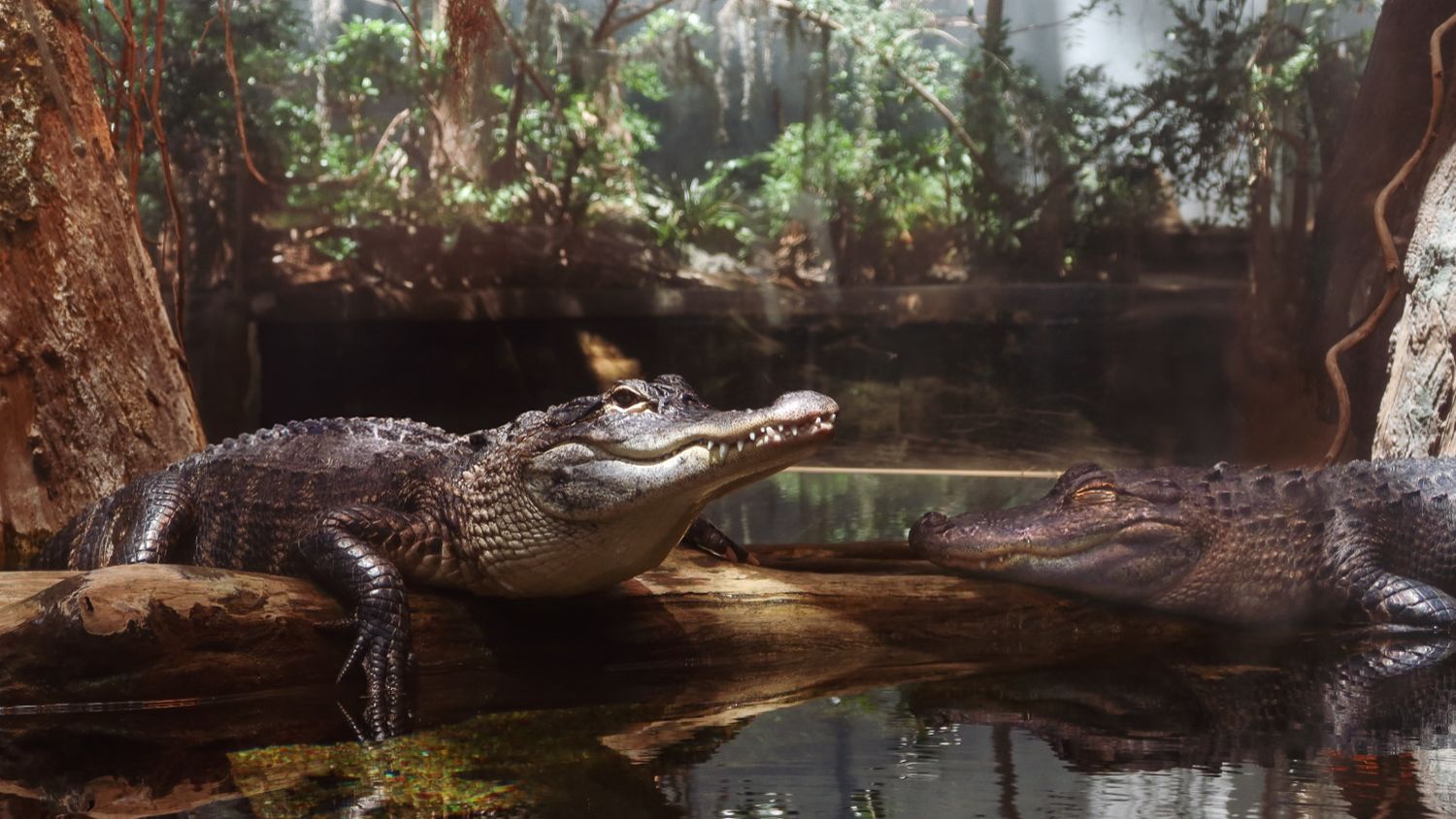 Two alligators resting on a log near water in a lush habitat.