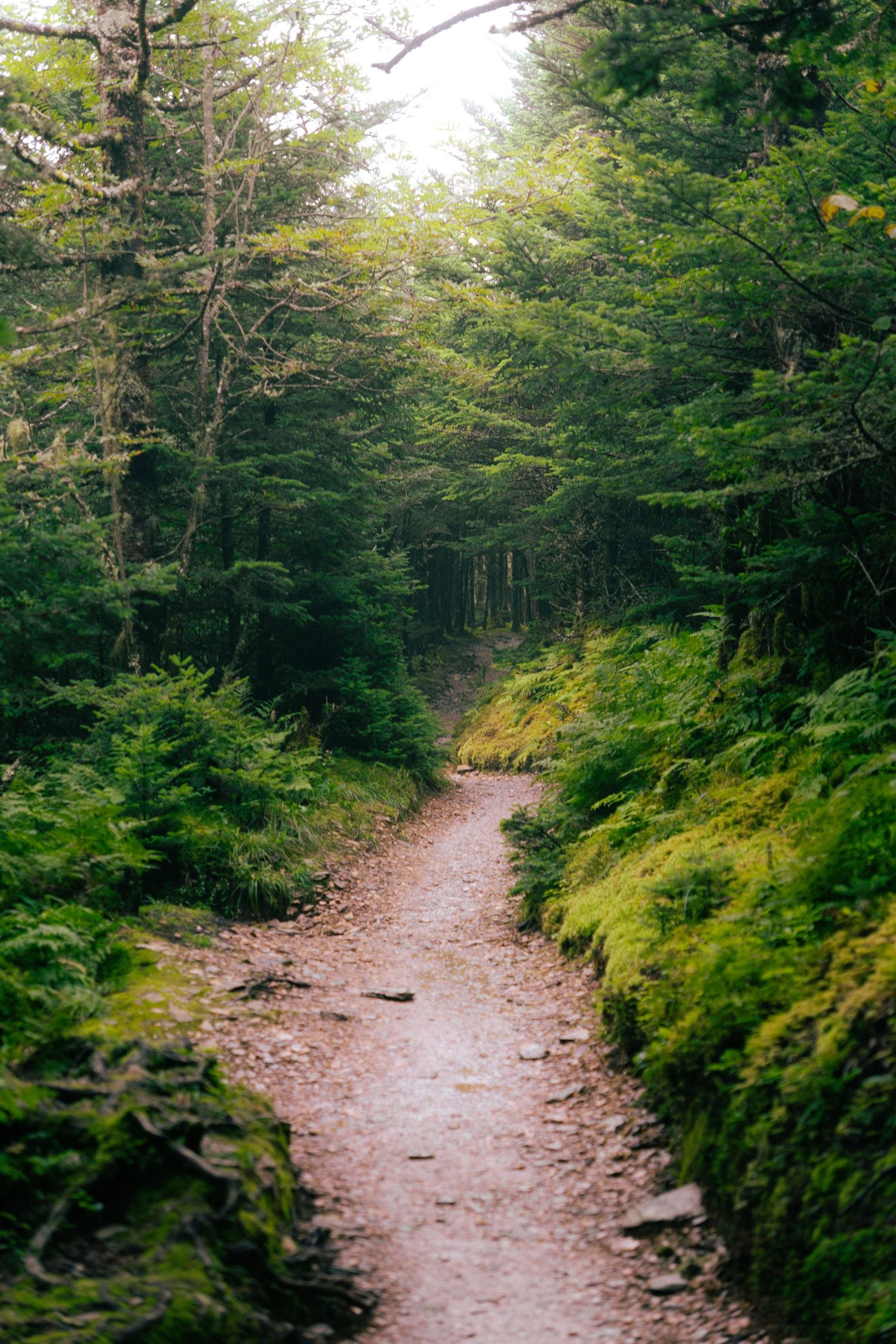 A winding dirt hiking trail through a lush green forest with ferns and moss-covered rocks.