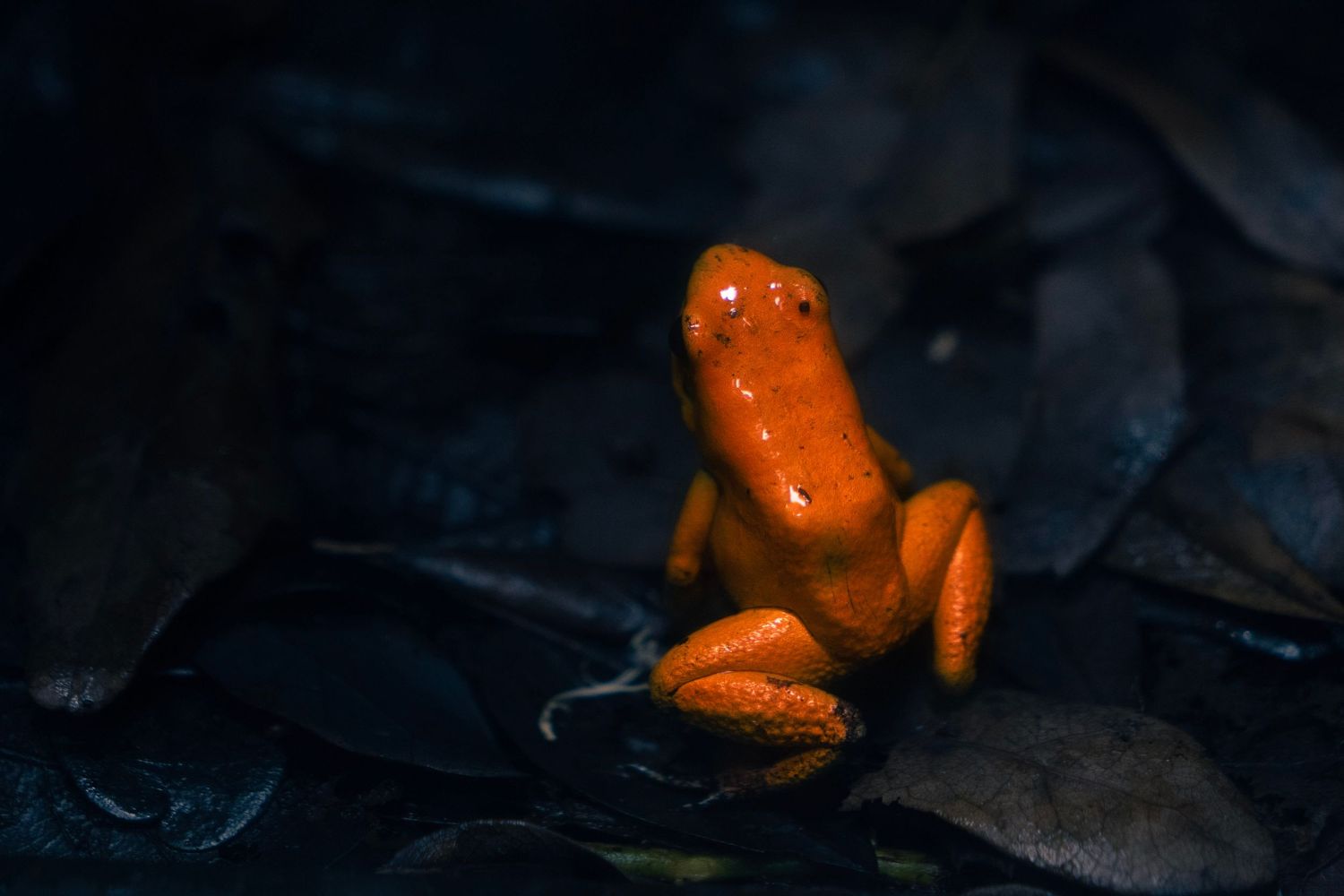 Vibrant orange poison dart frog perched on dark wet leaves in a shadowy natural habitat.