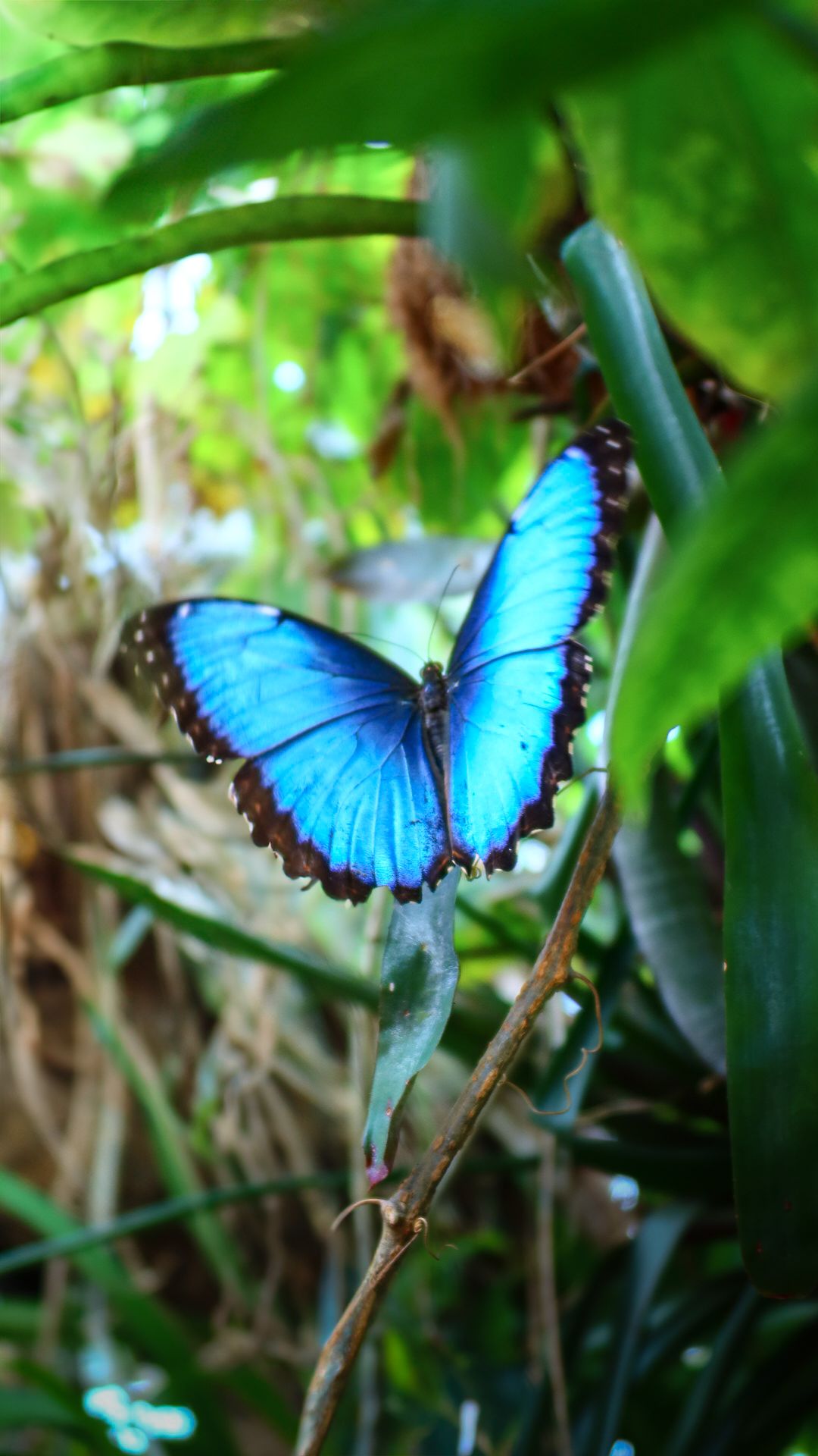A vibrant blue morpho butterfly with open wings resting on a branch surrounded by lush green tropical foliage.