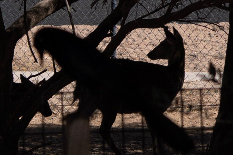 Silhouettes of wolves playing near a chain-link fence in dramatic backlit contrast.