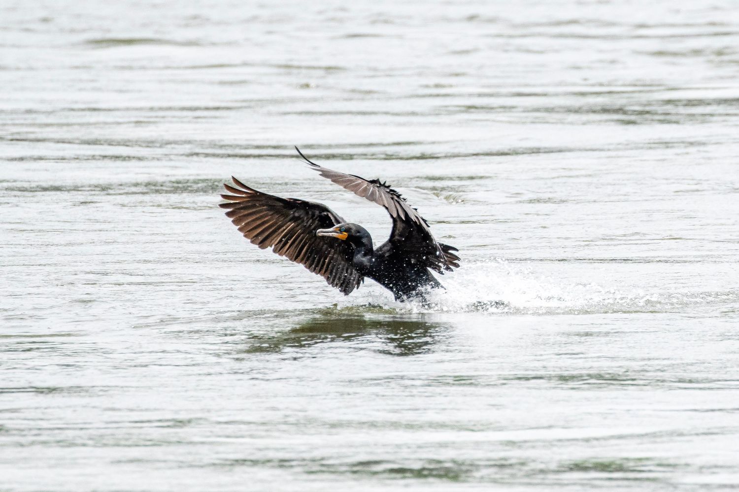 A dark cormorant skims the surface of a gray river with wings fully spread during takeoff.
