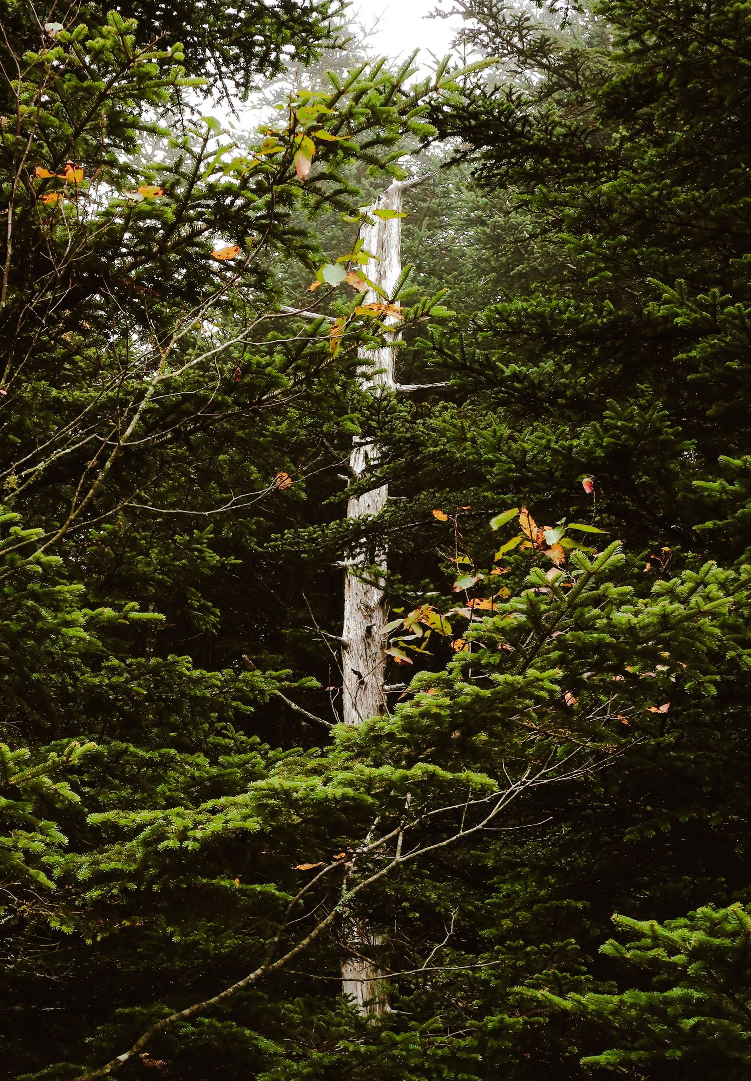 Dense evergreen forest with tall pine trees and colorful autumn leaves in a misty woodland setting.