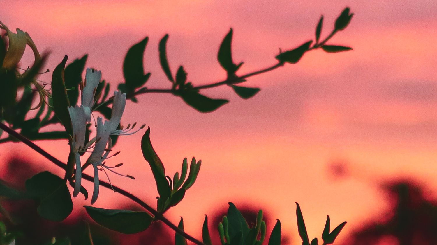 Silhouette of flowering plant branches against a vibrant pink and orange sunset sky.