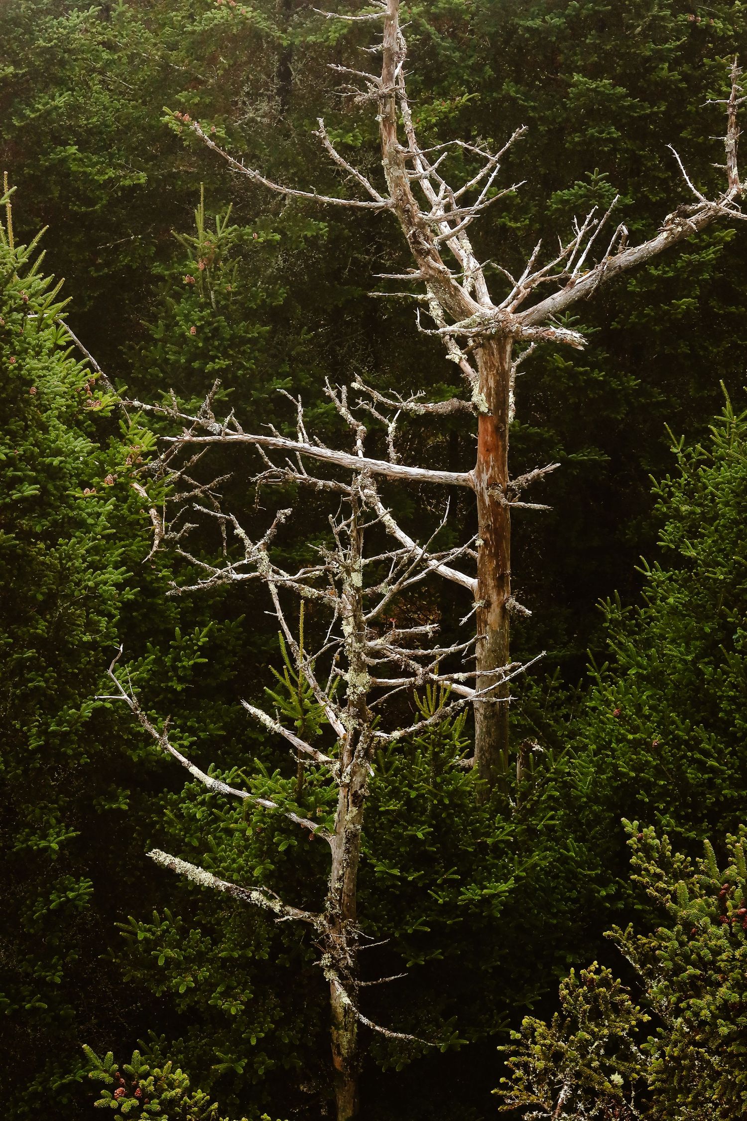 A bare, dead white tree with outstretched branches contrasts against a dark green evergreen forest.