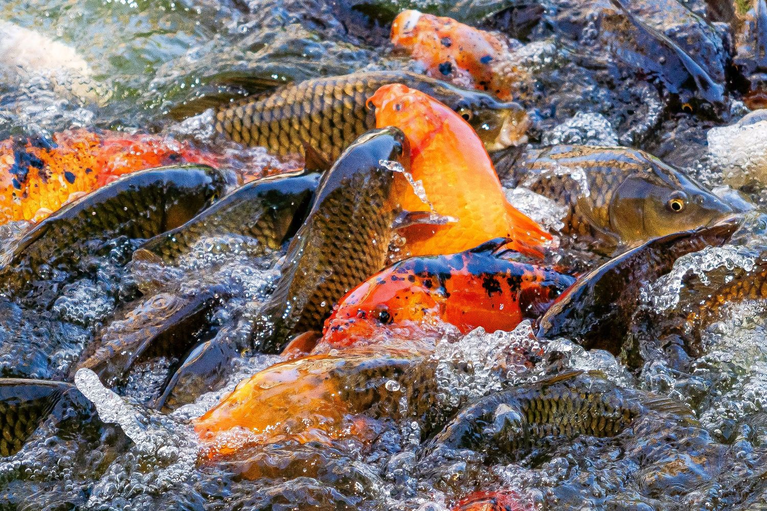 Vibrant orange and gold koi fish splashing and feeding in a crowded shallow stream of water.