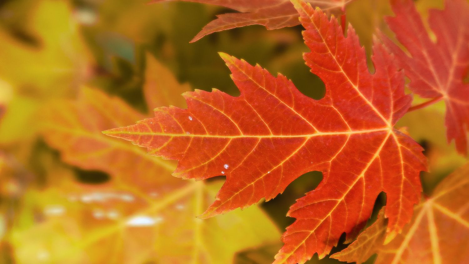 Close-up of a vivid red and orange maple leaf with detailed veins during autumn season.