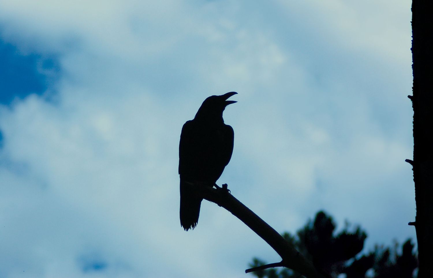 Silhouette of a crow perched on a bare branch against a cloudy blue sky.