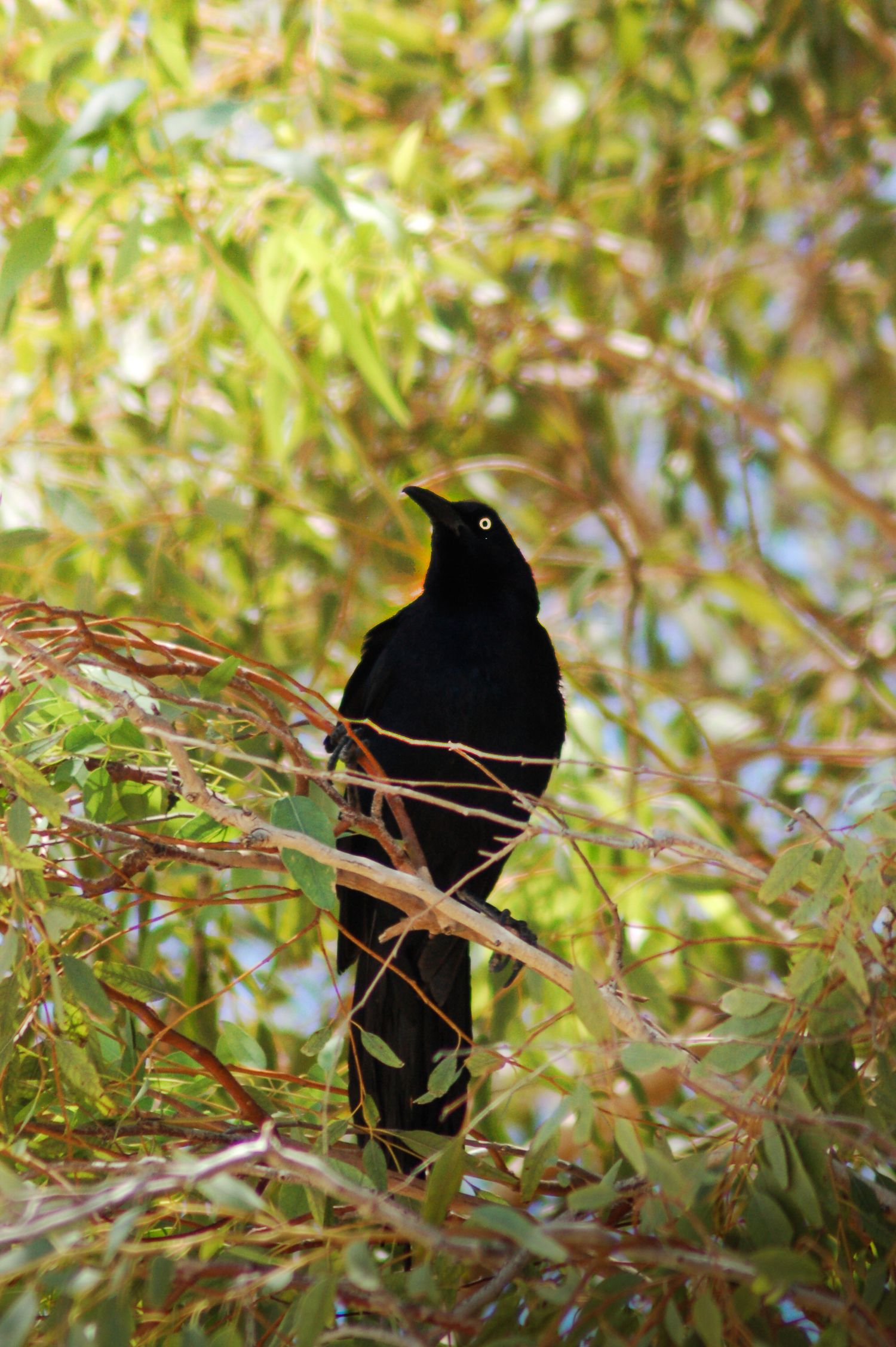 Black bird with yellow eye perched on a branch surrounded by green and golden leaves in a tree.