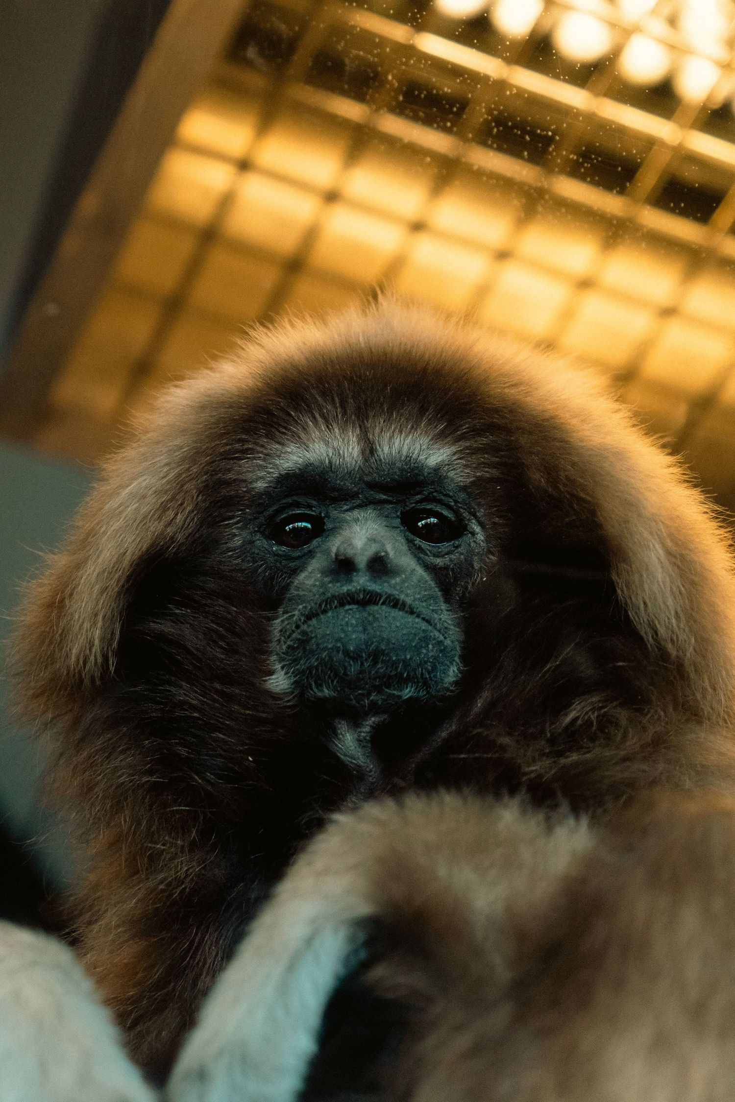 A gibbon with a dark face and fluffy brown fur gazes upward toward warm yellow heating lamps above.