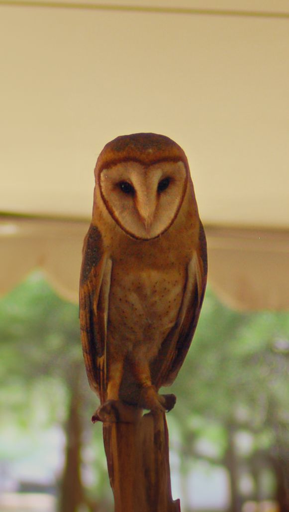 A barn owl with heart-shaped white face perched on a post indoors with trees visible in background.