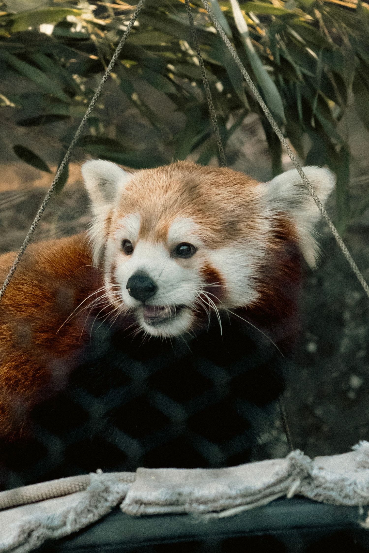 A red panda with russet fur and white ears peers through a mesh enclosure surrounded by green foliage.