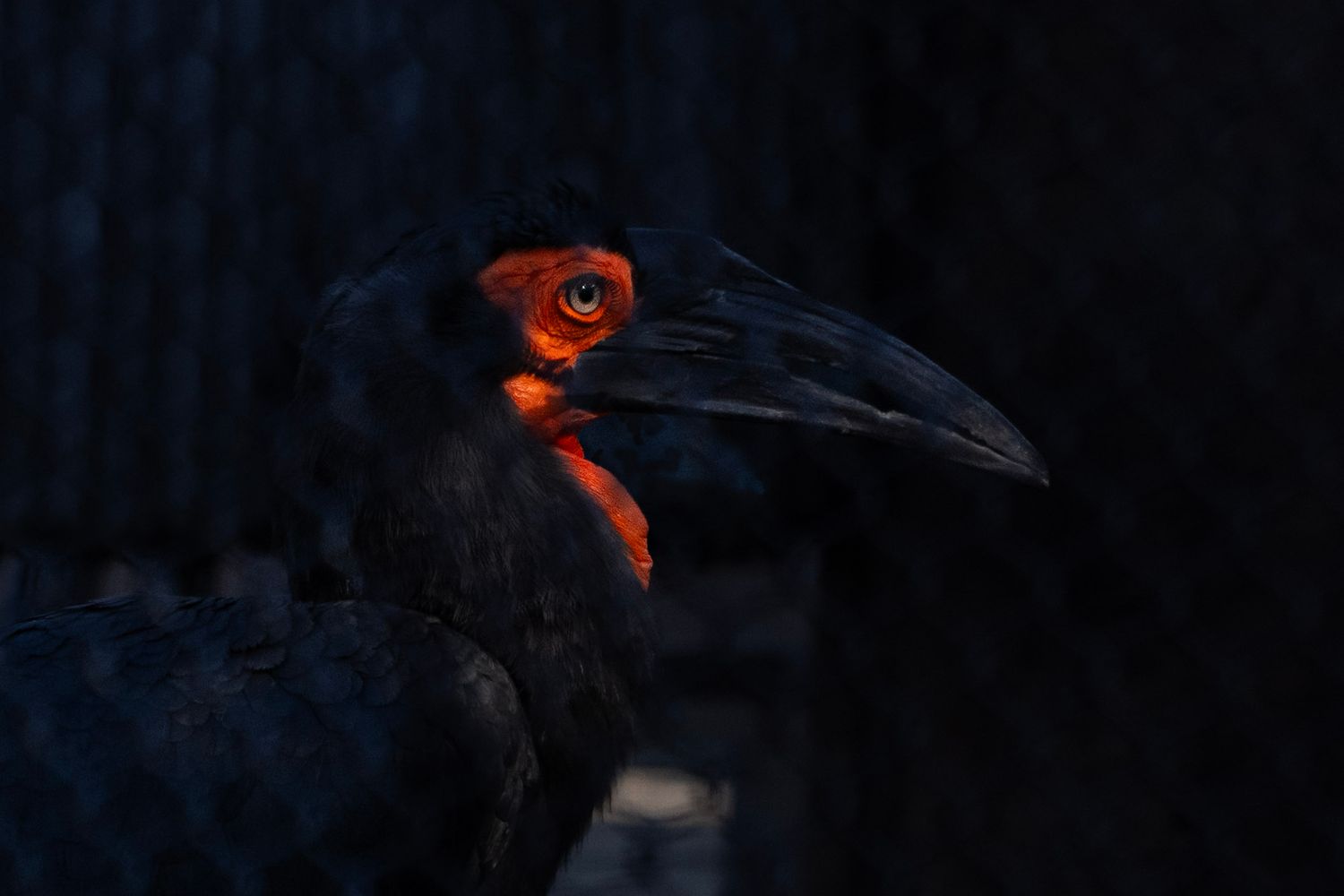 Southern ground hornbill with striking red facial skin photographed in dark moody lighting.