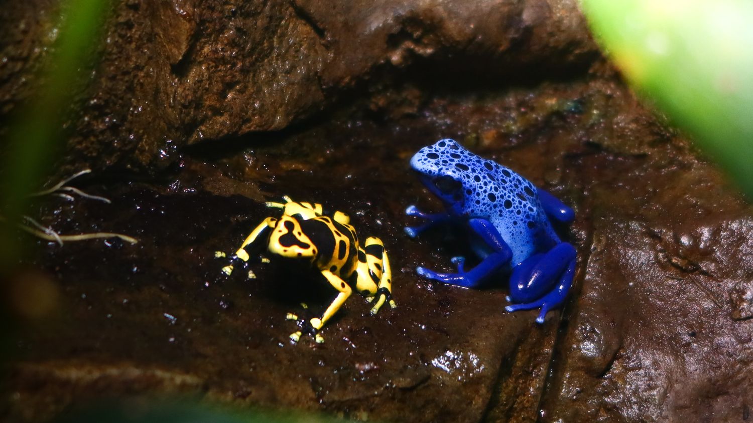 Yellow and blue poison dart frogs sitting on a wet rock surface.
