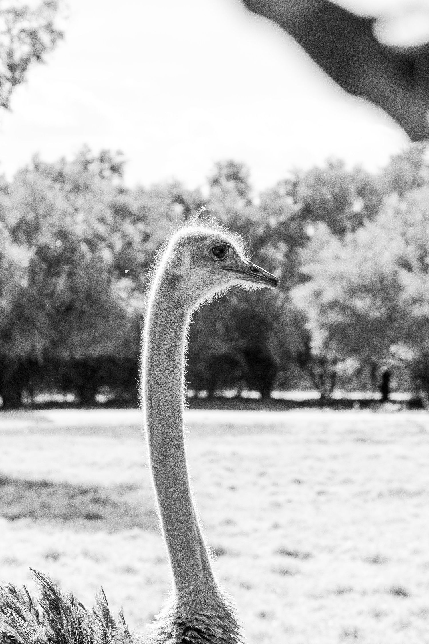 Black and white portrait of an ostrich with a long elegant neck against a blurred outdoor background.