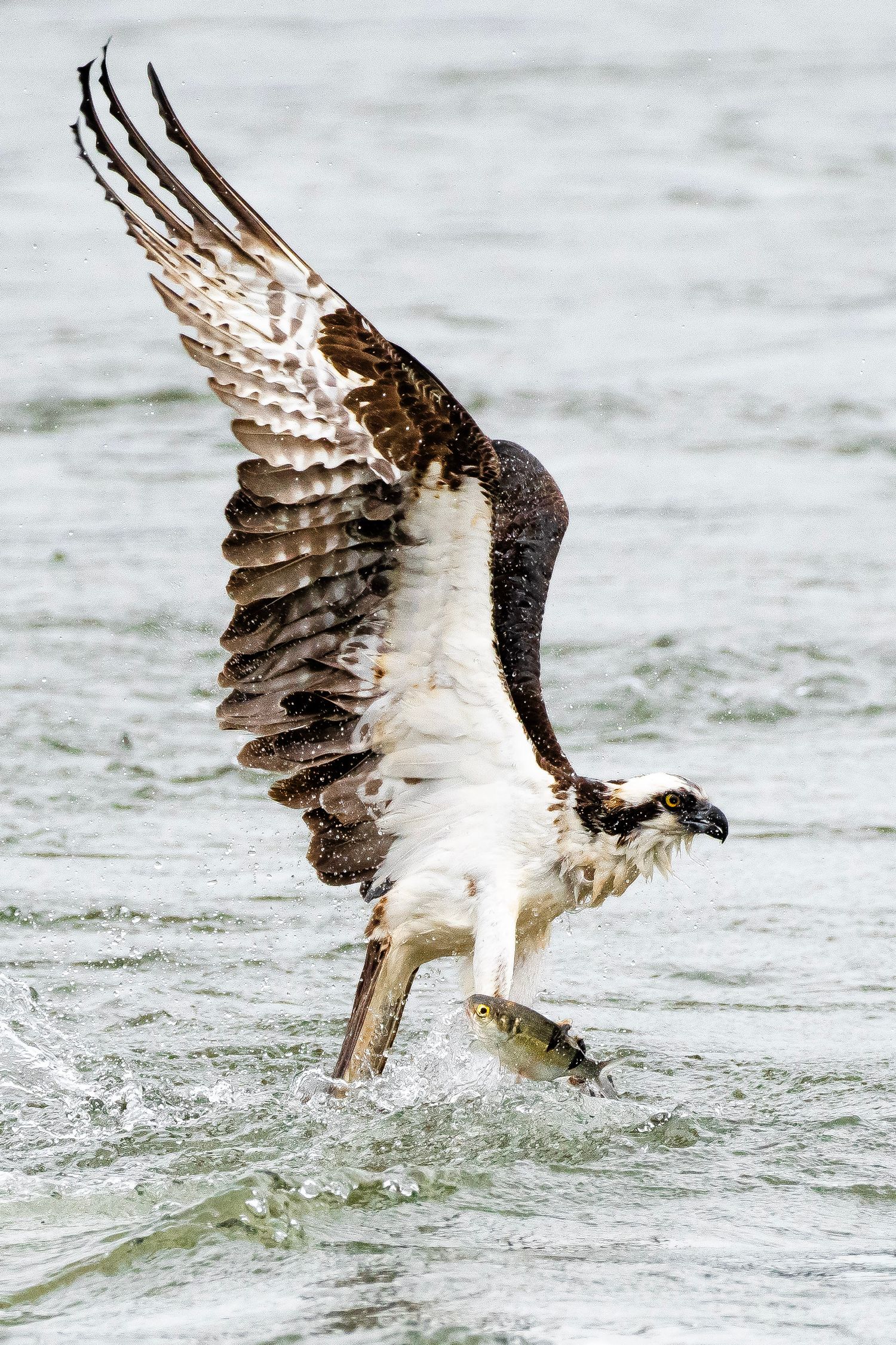 An osprey rises from the water with wings raised high, clutching a fish in its talons.