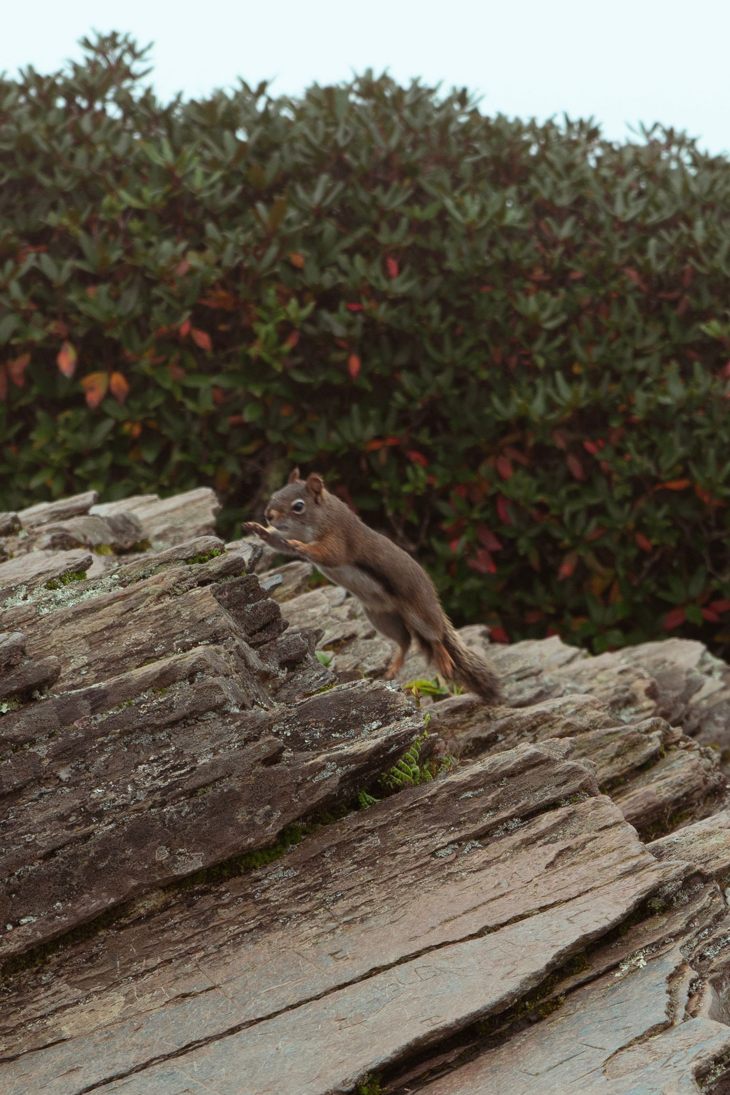 A chipmunk leaps across layered rock formations with lush green and red foliage in the background.