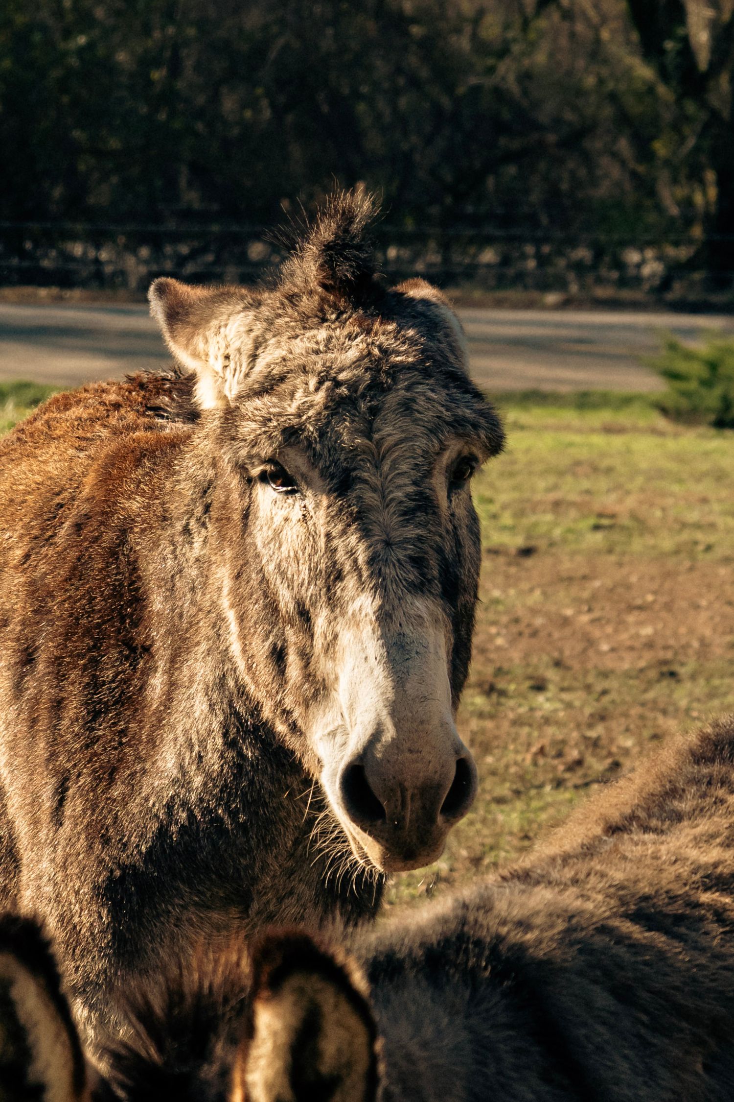 Close-up portrait of a shaggy brown donkey standing in sunlit green pasture.