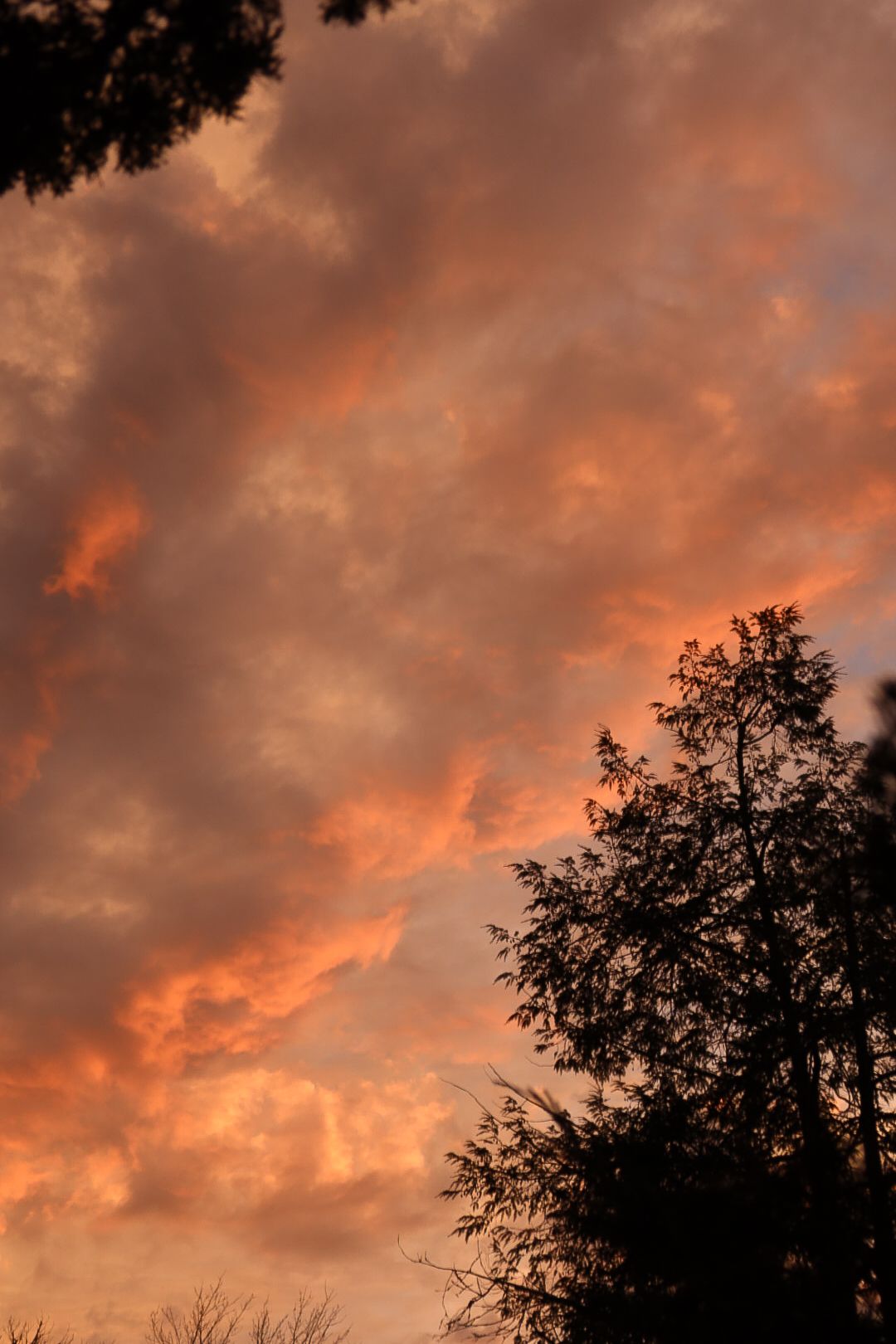 Dramatic fiery orange and red clouds at sunset with dark tree silhouettes in the foreground.