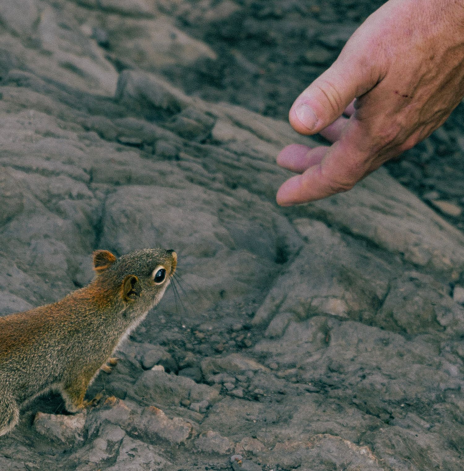 Person extends hand toward curious squirrel on rocky surface in close-up wildlife photo.