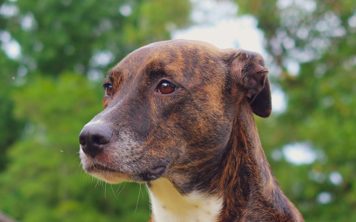 Close-up portrait of a brindle mixed breed dog with soulful brown eyes against a green leafy background.