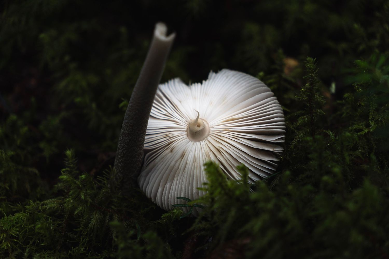 A delicate white mushroom with fine gills photographed from above against dark green moss.
