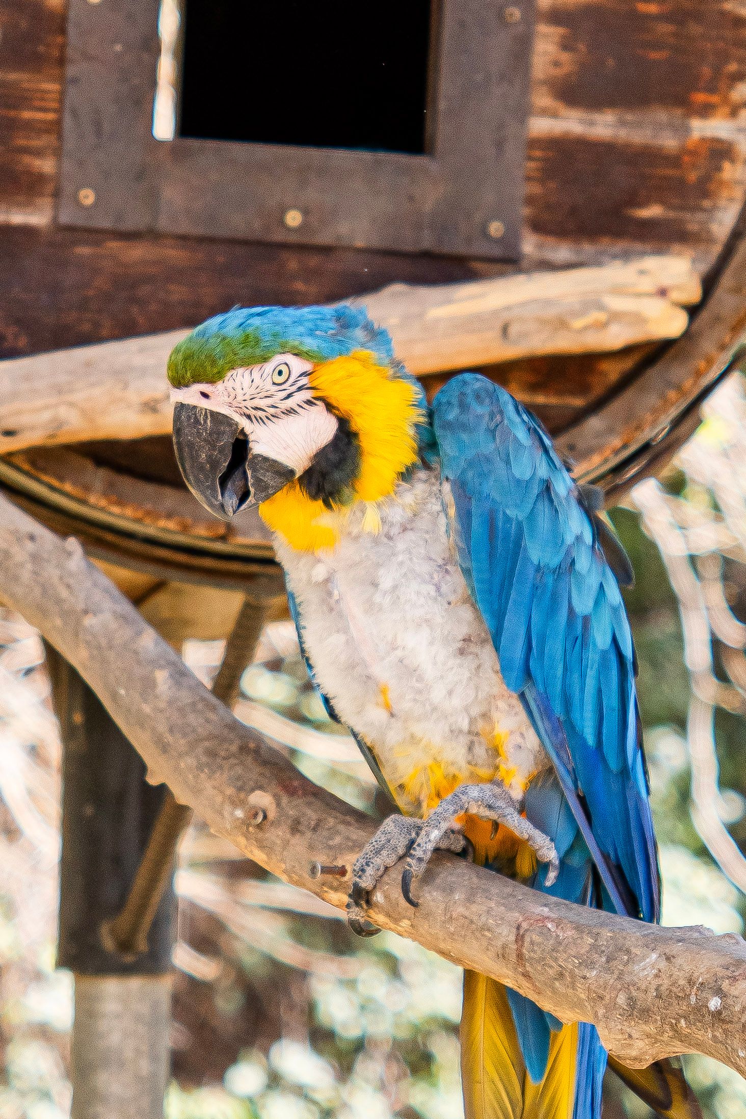 Colorful blue and yellow macaw parrot perched on a wooden branch near a rustic birdhouse.