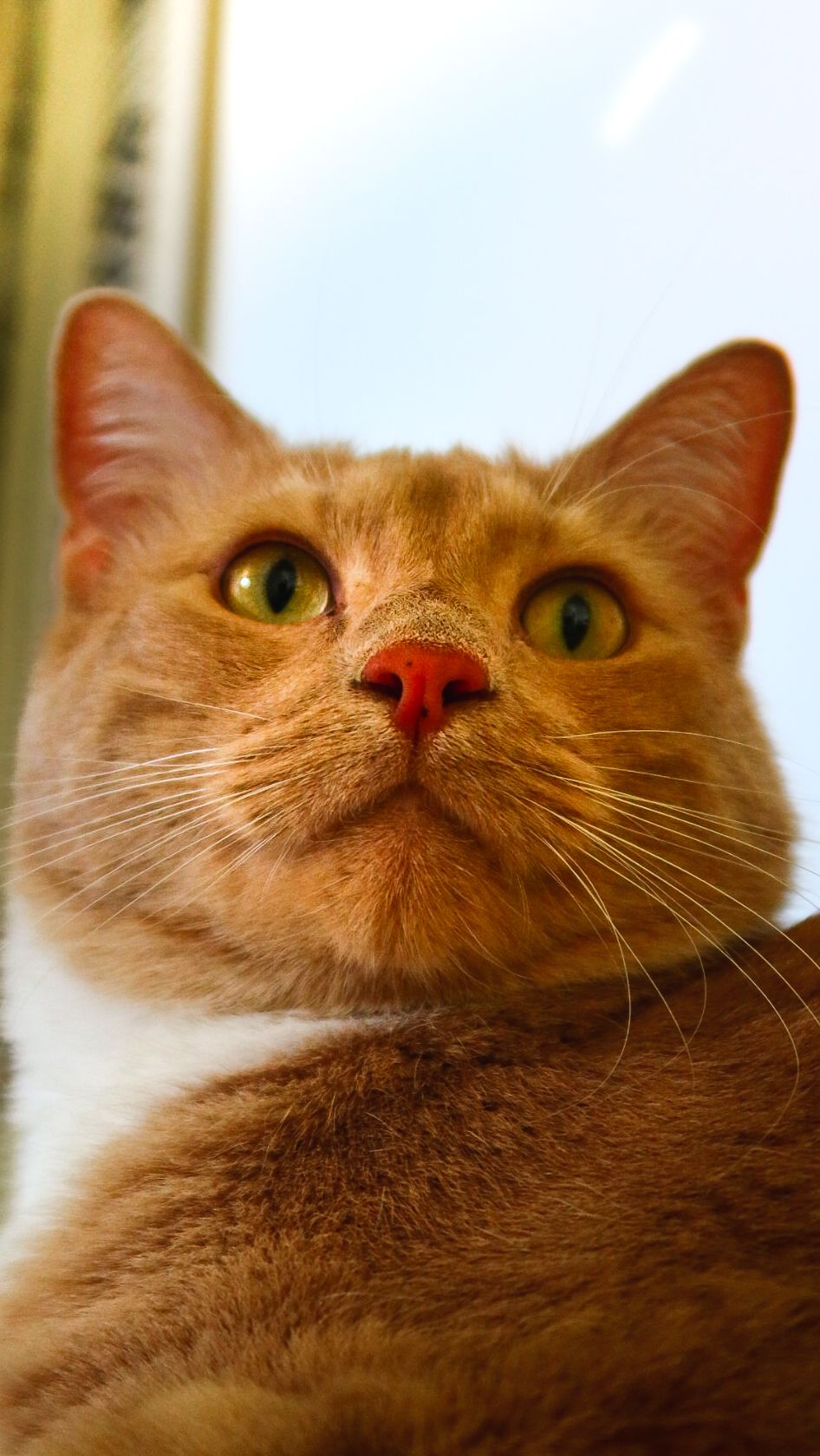 Close-up portrait of an orange tabby cat with bright green eyes looking upward.