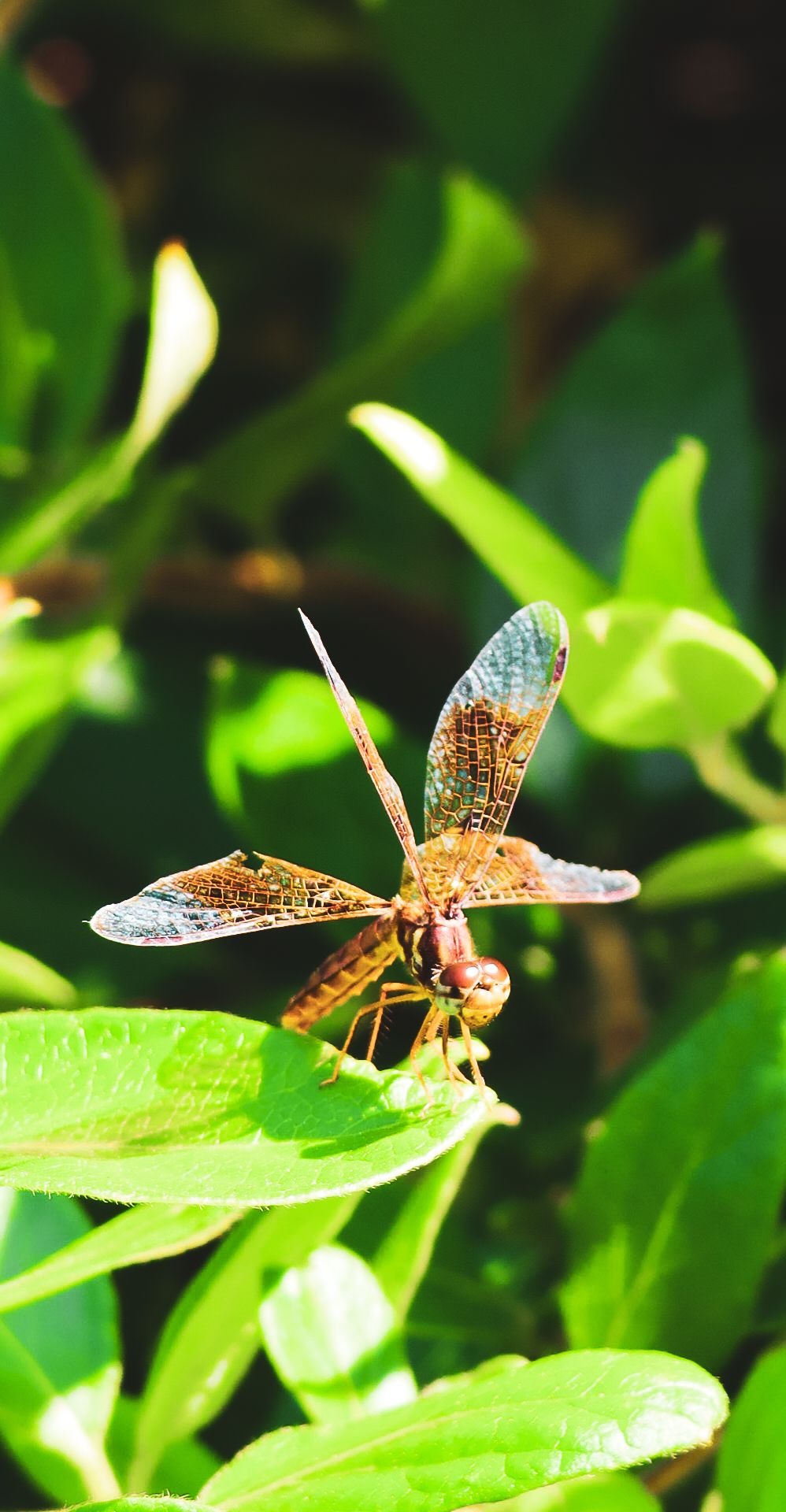 A brown dragonfly with translucent wings perched on a bright green leaf in natural sunlight.