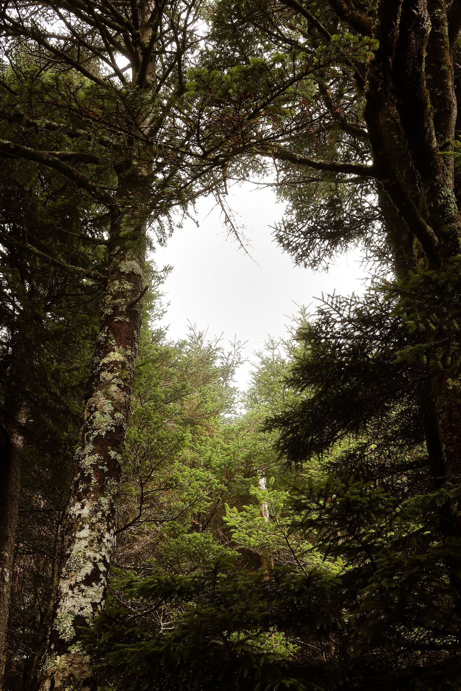 Misty forest with tall lichen-covered trees and lush green canopy under an overcast white sky.