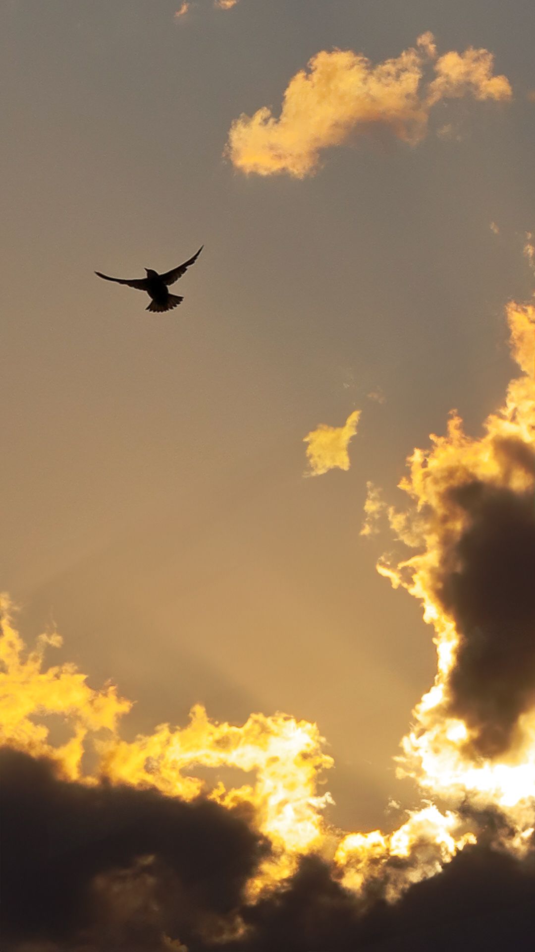 Silhouette of a bird in flight against a dramatic golden sunset sky with clouds.
