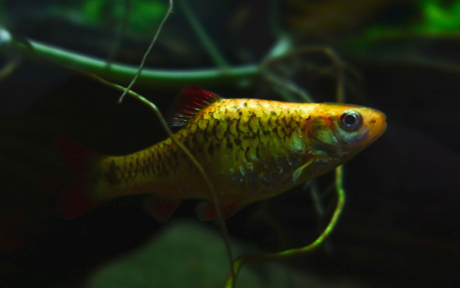 Golden guppy fish with red tail swimming among aquatic plants.