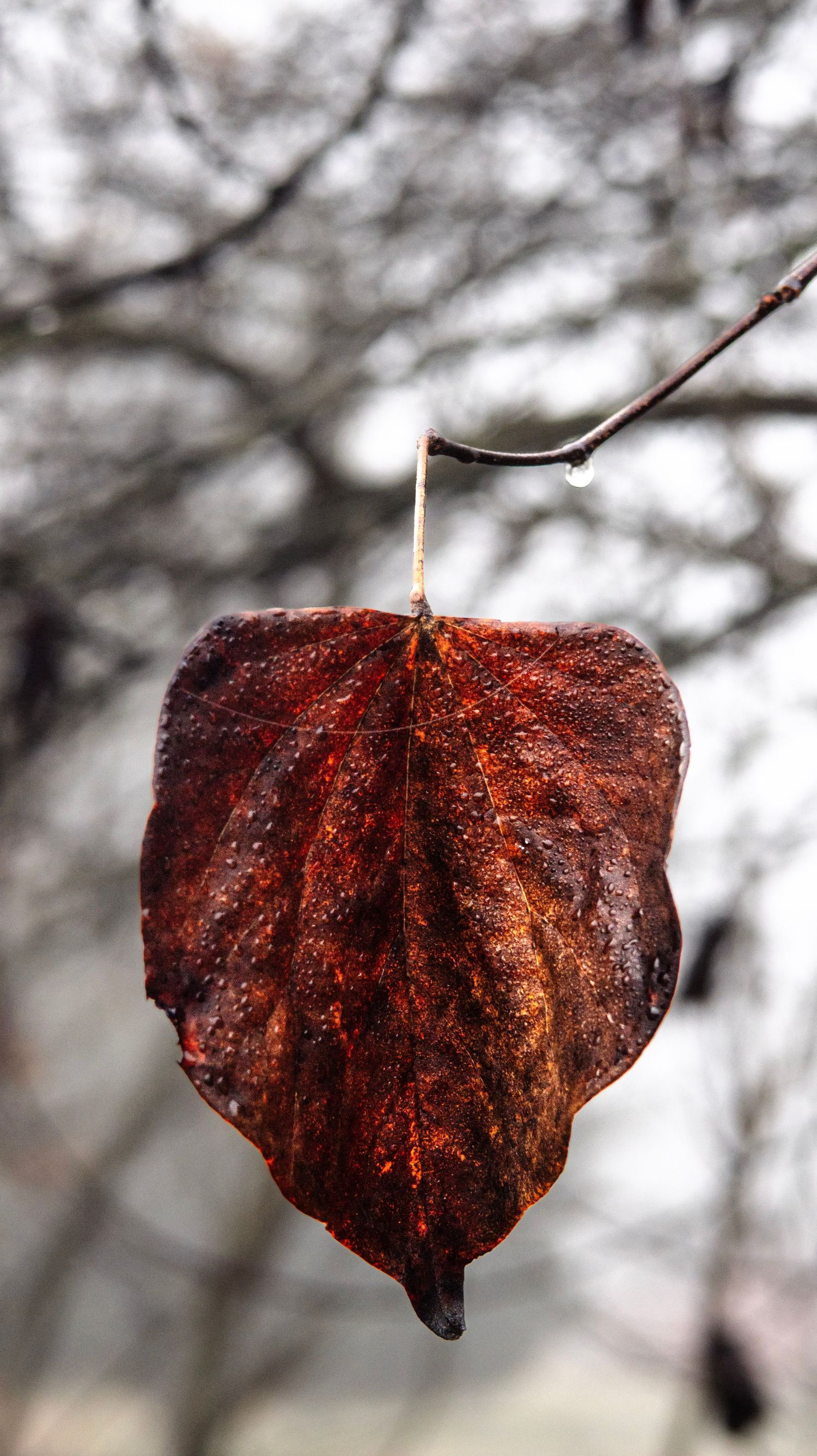 A single red-brown autumn leaf with water droplets hanging from a bare branch.